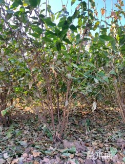 高度300厘米丛生蜡梅
