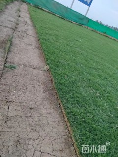 草卷状百慕大草