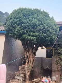 高度3.2厘米雀舌黄杨