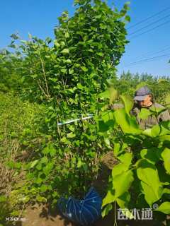 高度150厘米丛生丁香