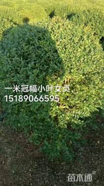 高度1厘米黄刺玫