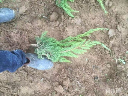 高度20厘米龙柏