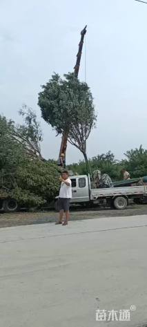 15公分速生白蜡