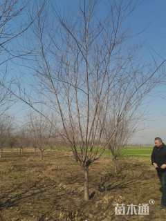 11公分红叶碧桃