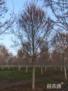 15公分美国红枫-十月光辉