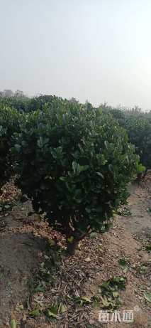 冠幅100厘米大叶黄杨球