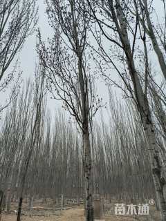15公分毛白杨