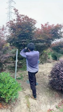 12公分红枫