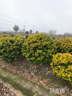 冠幅120厘米金森女贞球