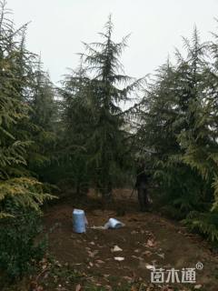 高度600厘米雪松