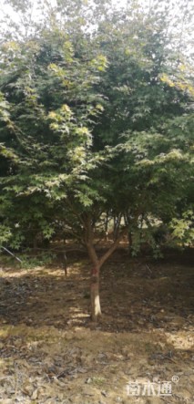 10公分日本红枫