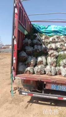 高度80厘米侧柏小苗