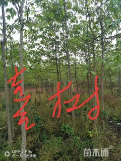 0.8公分喜树