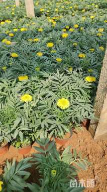 高度20厘米万寿菊