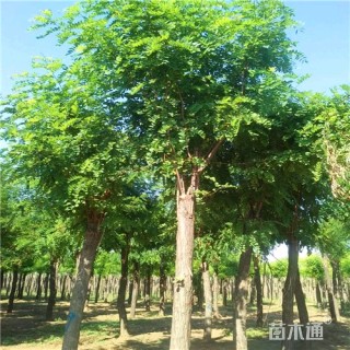 12公分香花槐