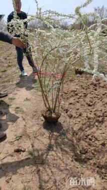 高度150厘米喷雪花