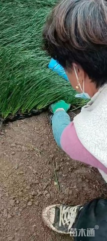 高度30厘米葱兰