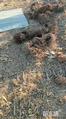 200厘米三叶地锦