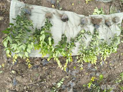 高度40厘米金森女贞