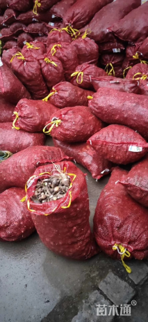 高度30厘米石蒜