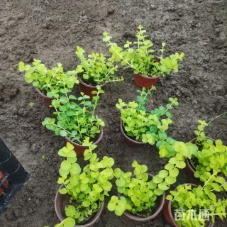 高度15厘米金叶过路黄