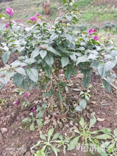 高度50厘米三角梅