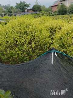 高度50厘米金禾女贞