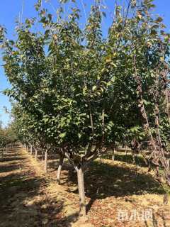 12公分日本晚樱