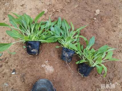 高度15厘米鼠尾草