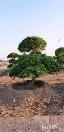 高度250厘米卫矛