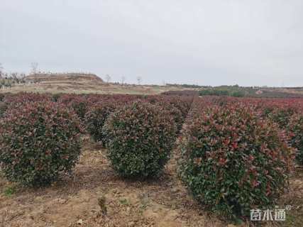 冠幅250厘米红叶石楠球