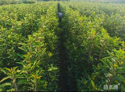 高度100厘米法国冬青