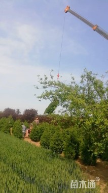 高度200厘米蜀桧