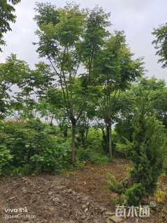 12公分栾树