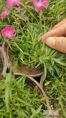 高度15厘米欧石竹