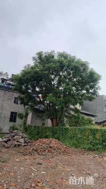 26公分蓝花楹