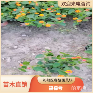 高度23厘米福禄考