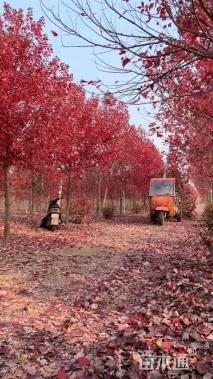 5公分美国红枫-红冠