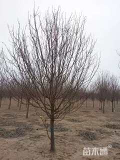 10公分春雪海棠