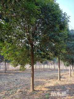 15公分大叶女贞