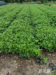 高度30厘米海桐