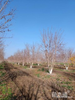 高度500厘米丛生五角枫