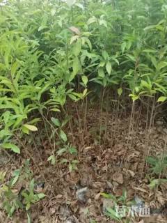 1公分木荷