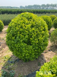 高度120厘米金叶女贞