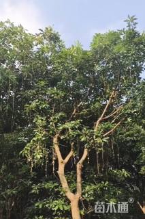 15公分红花玉蕊