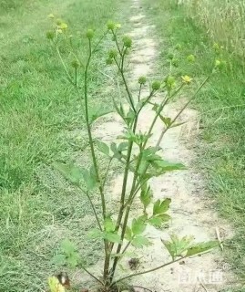 高度25厘米水芹