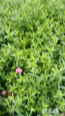 高度20厘米荷兰菊