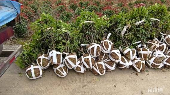 冠幅80厘米红叶石楠球