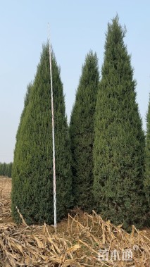 高度600厘米桧柏