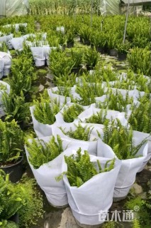 高度35厘米肾蕨